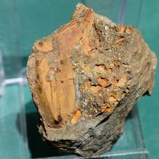 Blastoid, Pachyblastus dicki: Bolivia devonian rare fossil picture