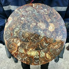 TOP！10Inch Natural Ammonite Disc Fossil Conch Specimen Healing 1PC 800g-1000g. picture
