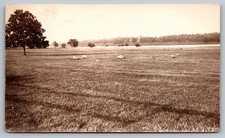 Sheep Grazing Open Pasture Farm View c1907-14 Vintage Antique RPPC Postcard picture