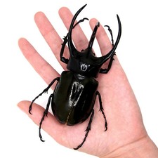Chalcosoma atlas XL beetle UNMOUNTED/PACKAGED picture