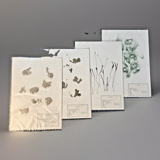 Vintage 1977-79 Herbarium 4 Specimens Moss Lichen Liverwort Pond Scum Botany picture