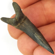 Scapanorhynchus 1.59