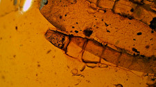 Special price very rare reptile feet inclusion amber picture