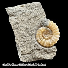 Promicroceras Calcite Ammonite Fossil Jurassic Coast Black Ven Charmouth Dorset picture