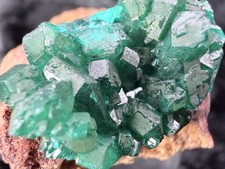 Emerald Green Dioptase Crystal Cluster from the Congo in Africa  56   g. picture