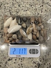 Olive Shell Wholesale Lot Edisto Beach / FL 2lbs Beach Gift picture