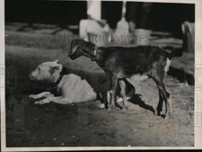1933 Press Photo Billy mascot at GE Widener stables in Fla & Towser asst picture
