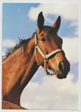 HANDSOME HEADSTUDY Horse Postcard Korsch Verlag Publisher 6007 picture