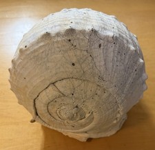 Queen Horned Helmet Shell ‘Cassis cornuta’ 12x10” Florida Huge 5.5lbs picture