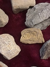 Petrified Wood; Assorted Pieces. All pieces were found in South Bend, Indiana. picture