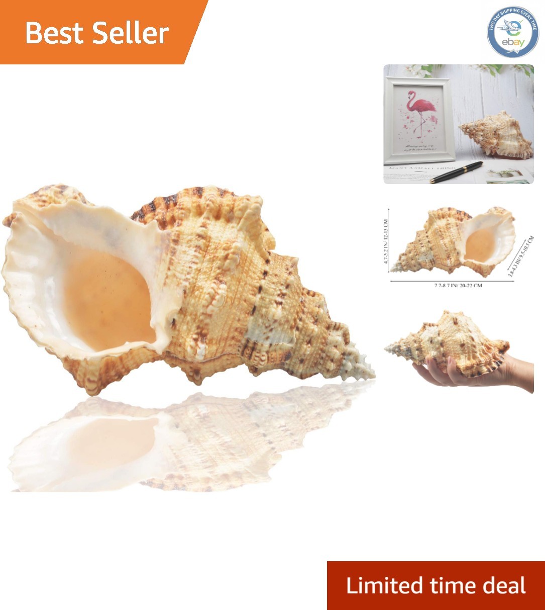 Jumbo Natural Sea Shells 7-8 inches - Perfect for Elegant Beach Decor
