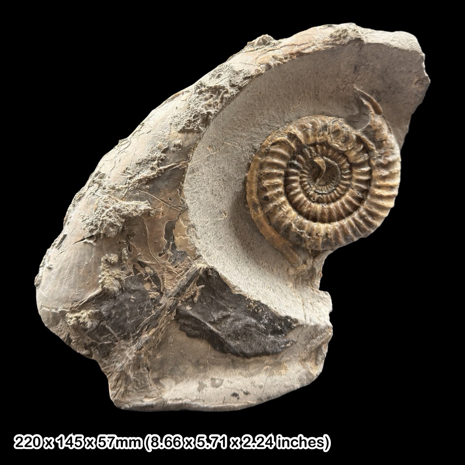 Rare Echioceras Ammonite Fossil with Serpulid Worm Lower Lias Charmouth Dorset