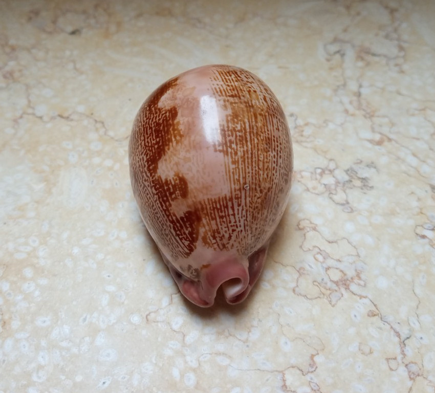 F Cypraea rosea mappa WOW singularis great pattern natural glossy F++++ 77.2 mm