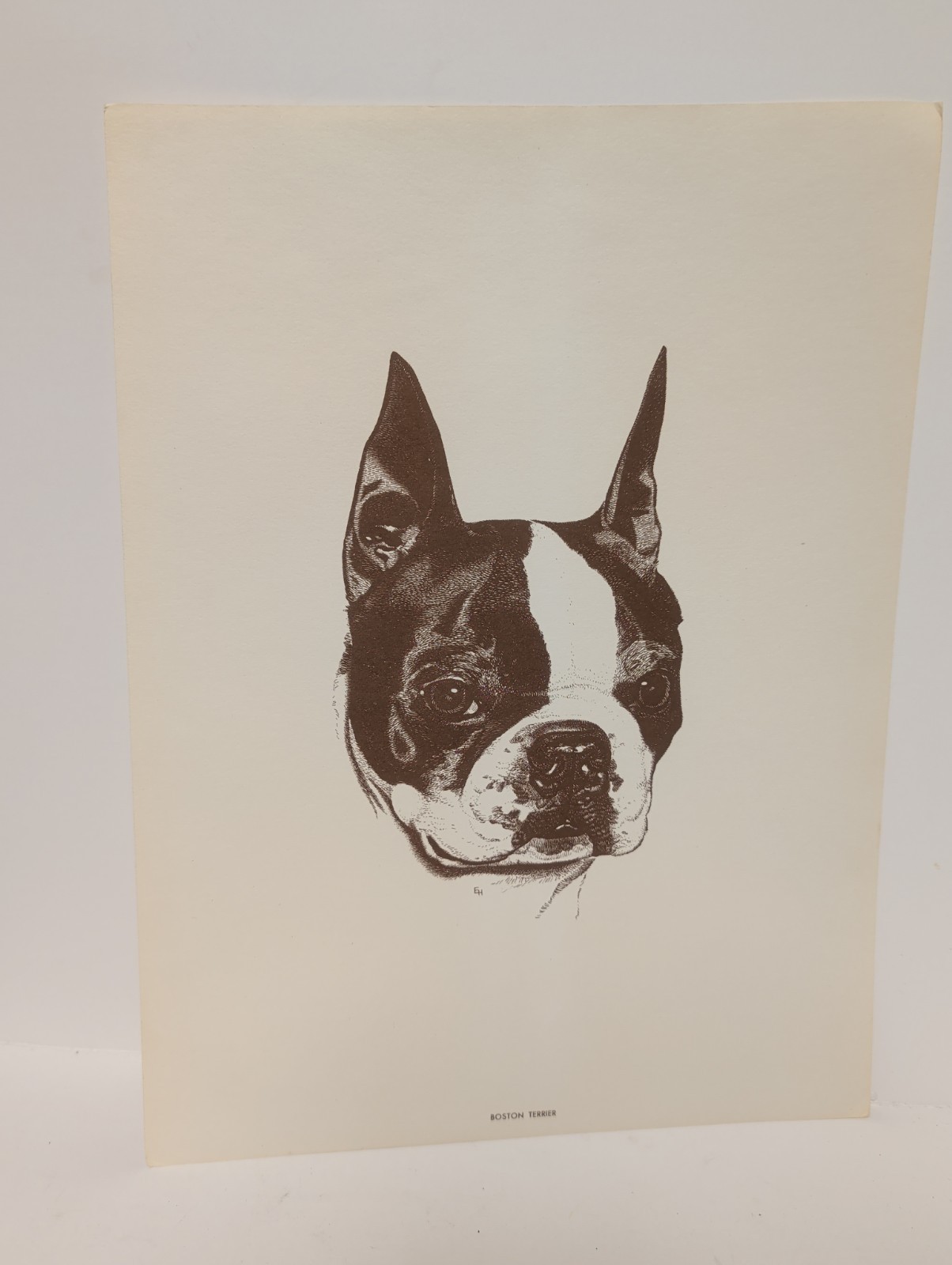 Vintage Boston Terrier Portrait Purina Dog Chow 8 5/8\
