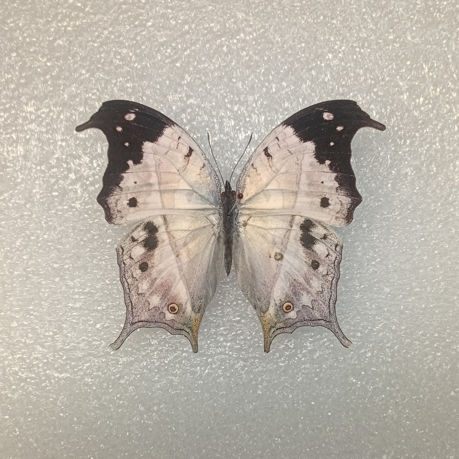 Mother of Pearl Butterfly, Salamis duprei, Wings Spread, A1-, Real Insect, Craft