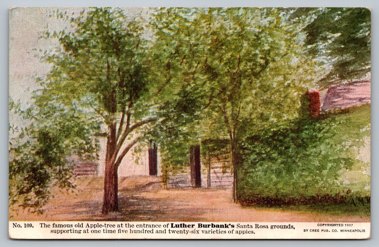 Postcard Famous Old Apple Tree Luther Burbanks Santa Rosa Grounds c: 1907 CA
