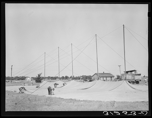 Photo:Sikeston Missouri 1938 Lasses-White Show Tent Erection Carnival
