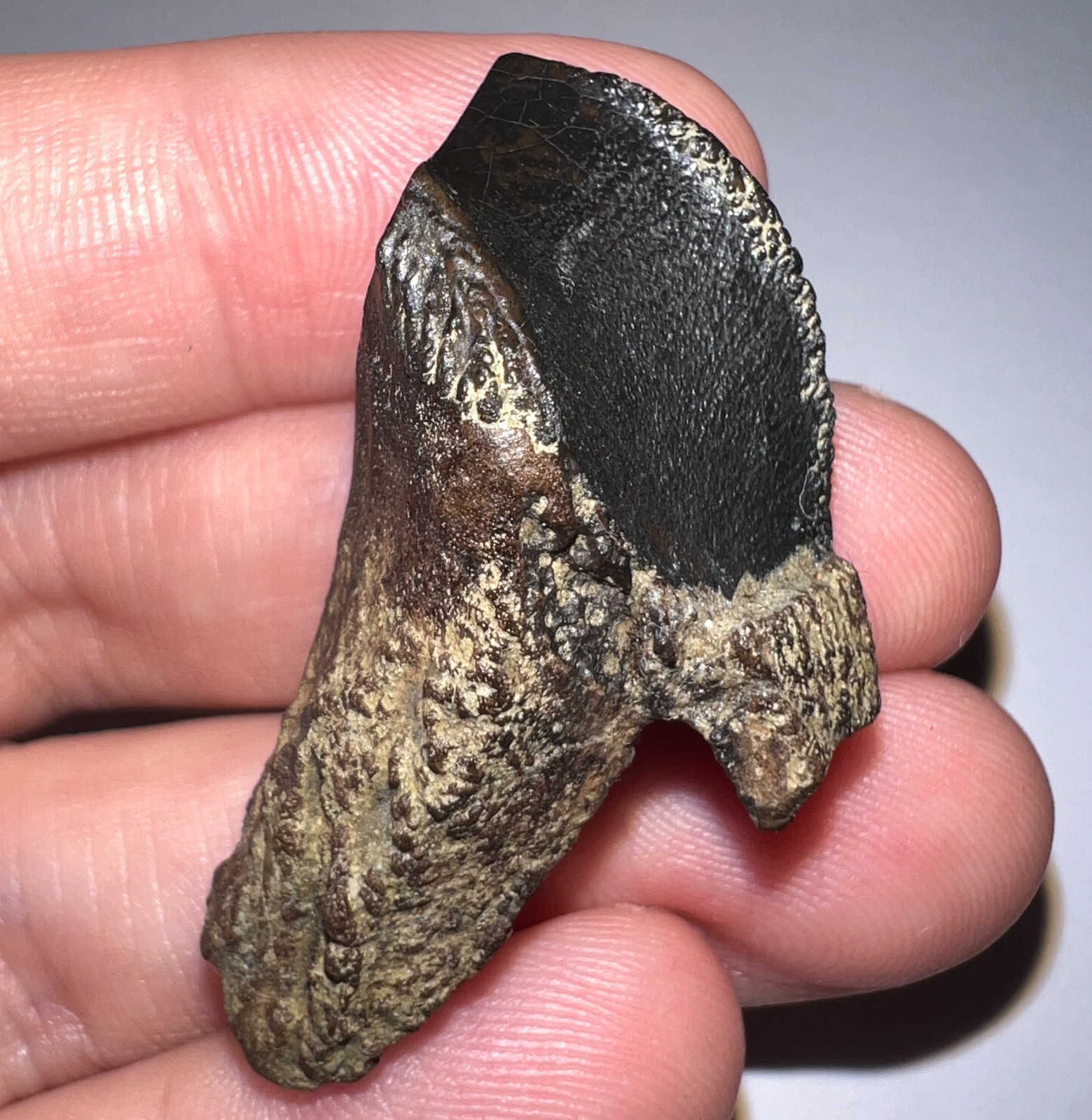 GEM HUGE TRICERATOPS or TOROSAURUS Fossil Ceratopsian Dinosaur Tooth 1.59 INCHES