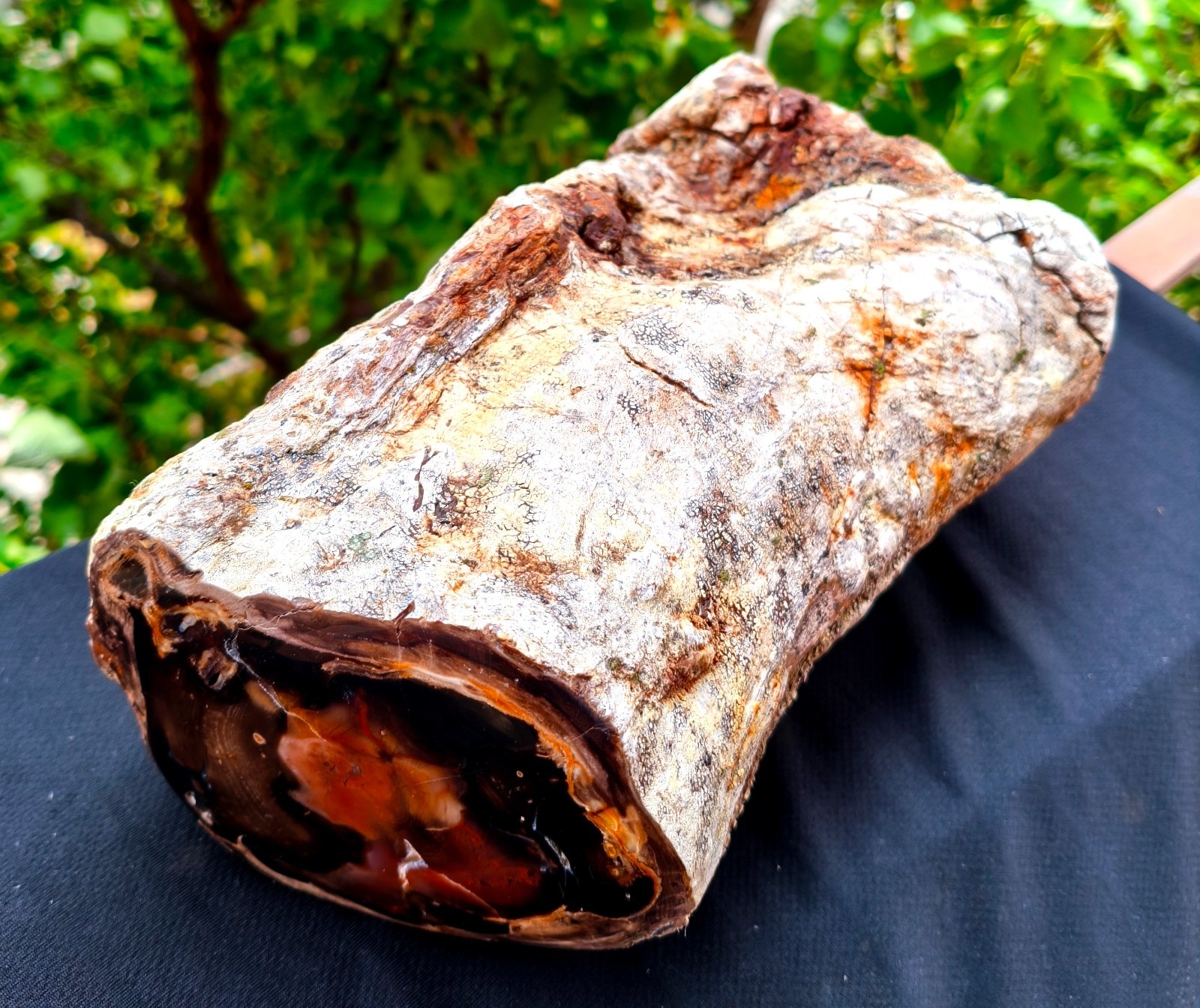 11 Lb 13.82 Oz Mirror Polished Multicolor Opalized Petrified Wood UV Reactive