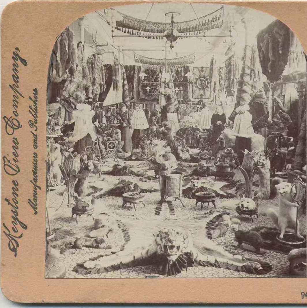 LaLiberte\'s Fur Parlor, c1890, Quebec, Quebec, Working Life, Stereoview