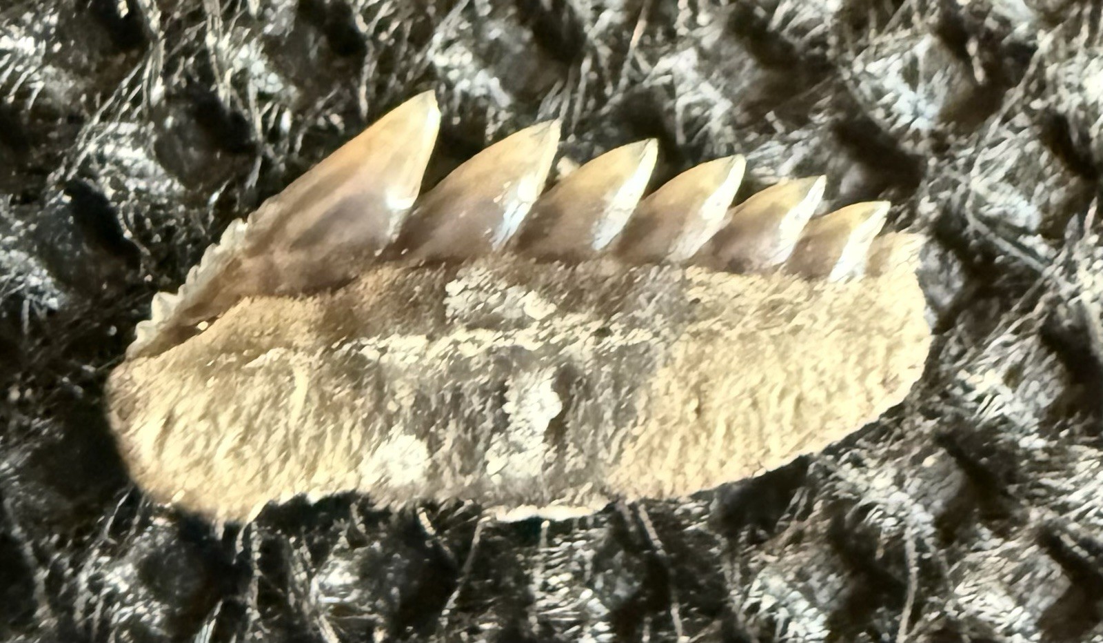 Rare 0.3” Hexanchus agassizi Fossil Shark Tooth – Isle of Sheppey, Kent, UK