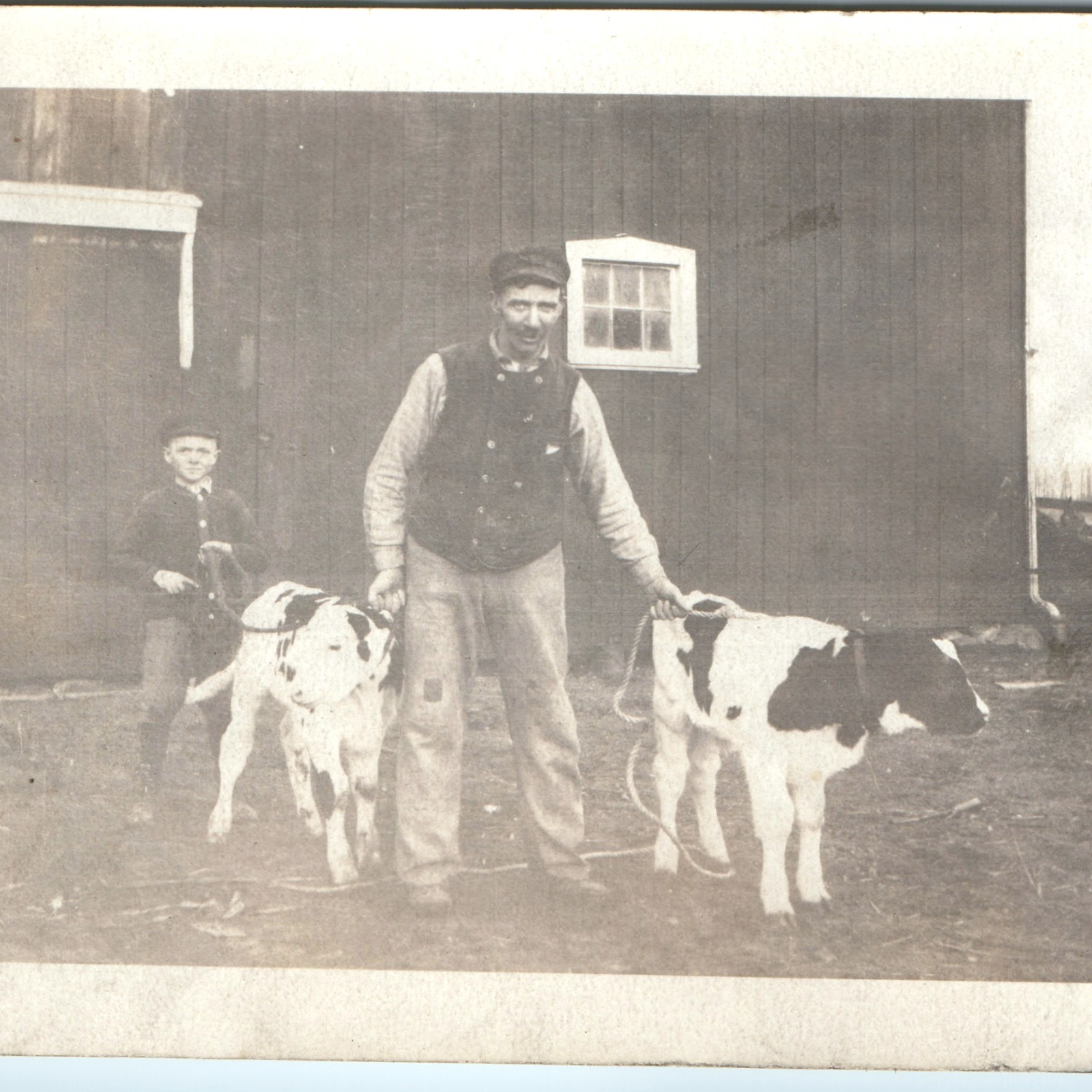 c1920s Father Son Boys Men Two Calves Farm Animals Agriculture Snapshot Photo