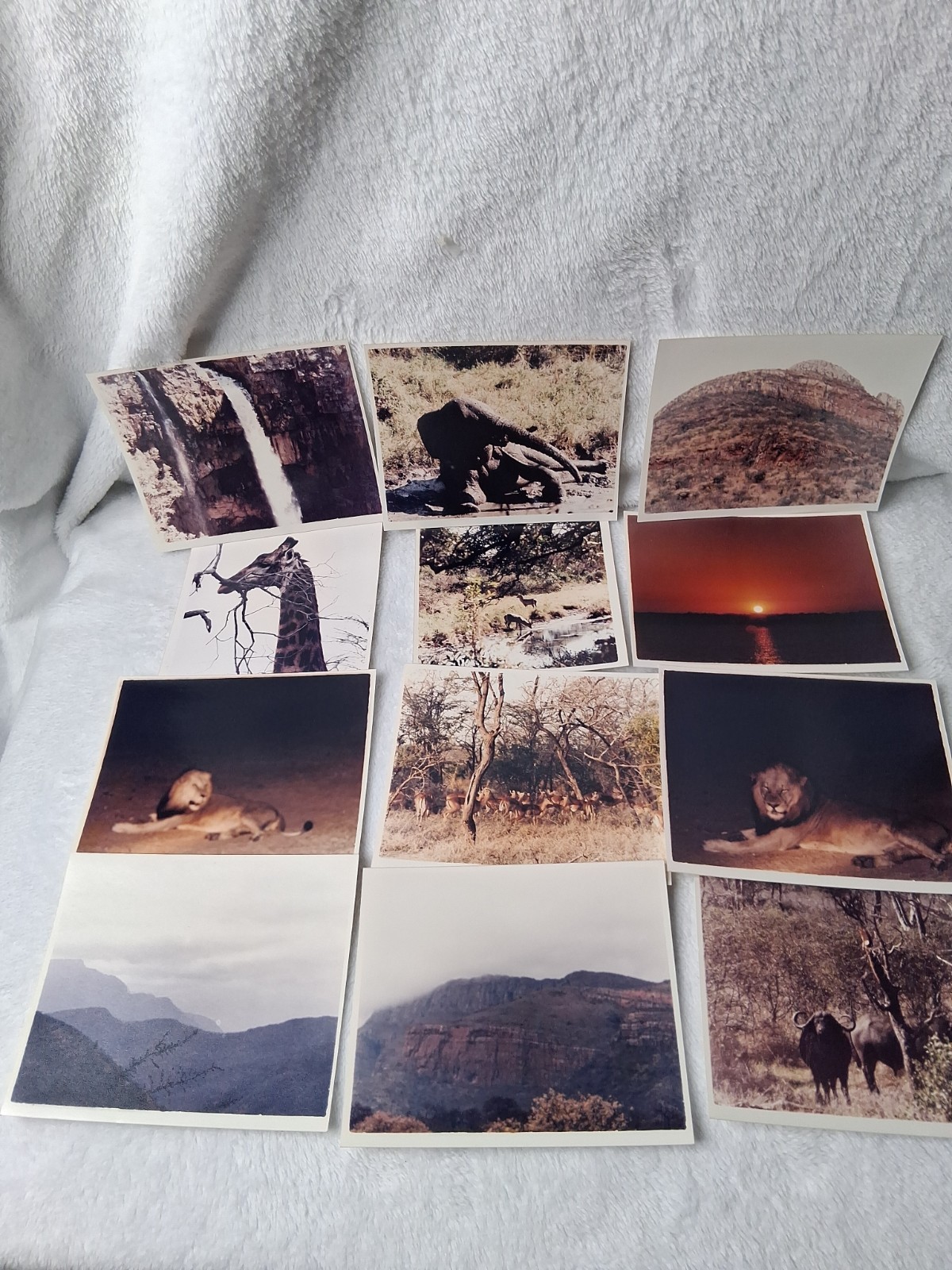 41 Vintage 1960s African Safari Photos Lions Elephants Giraffe AGFA Originals