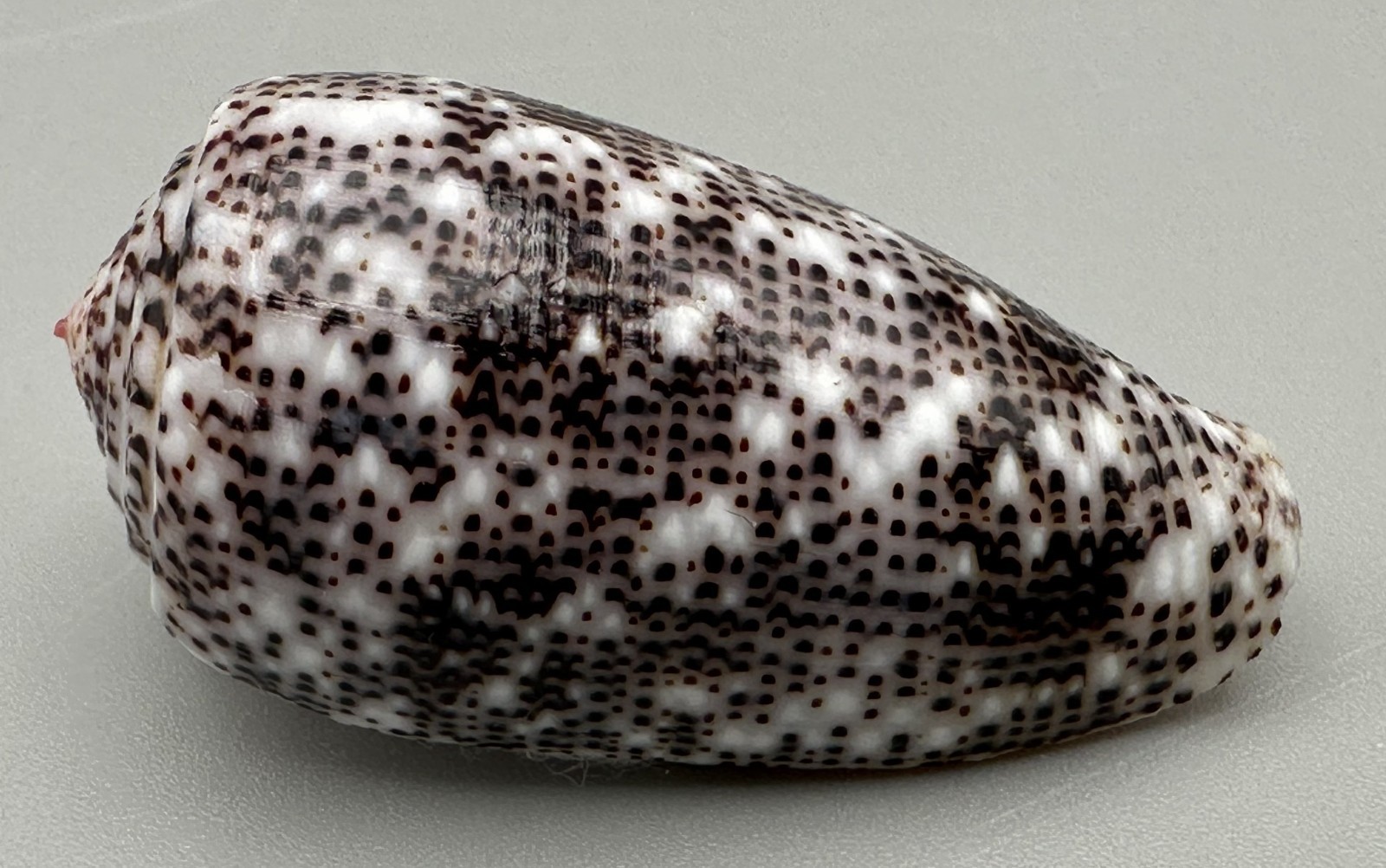Conus stercusmuscarum 38mm F+++ W/ Operculum Olango Island Philippines Shell