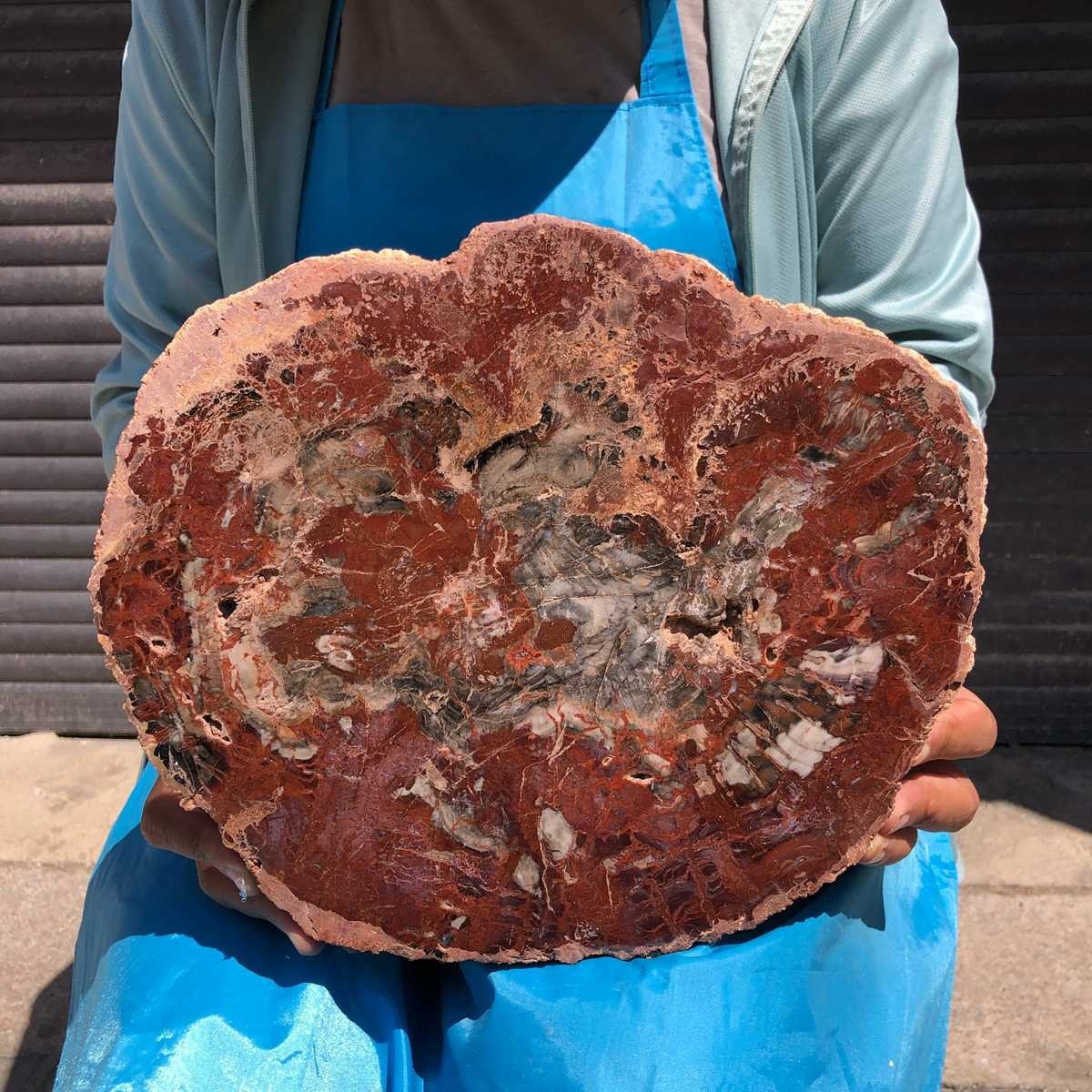 7.32LB Natural Petrified Wood Crystal Fossil Slice Crystal Specimen Healing 6398