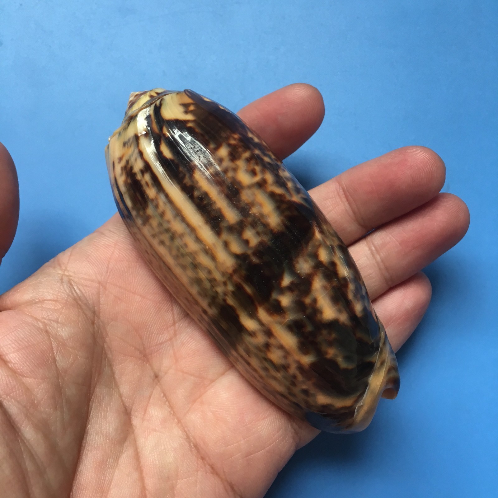 100.9mm | Oliva Miniacea| GIANT size | F+++ | BANDED | Nice Shell