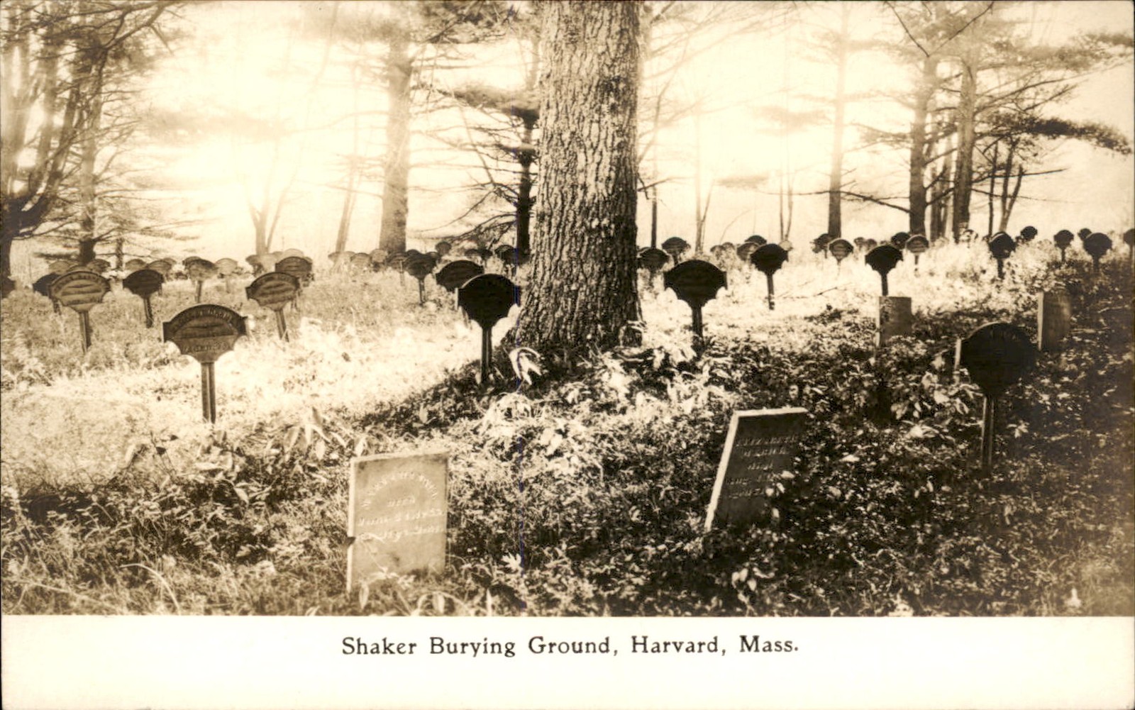 Harvard MA Shaker Burying Ground Cemetery c1900s-10s Real Photo Postcard bhn