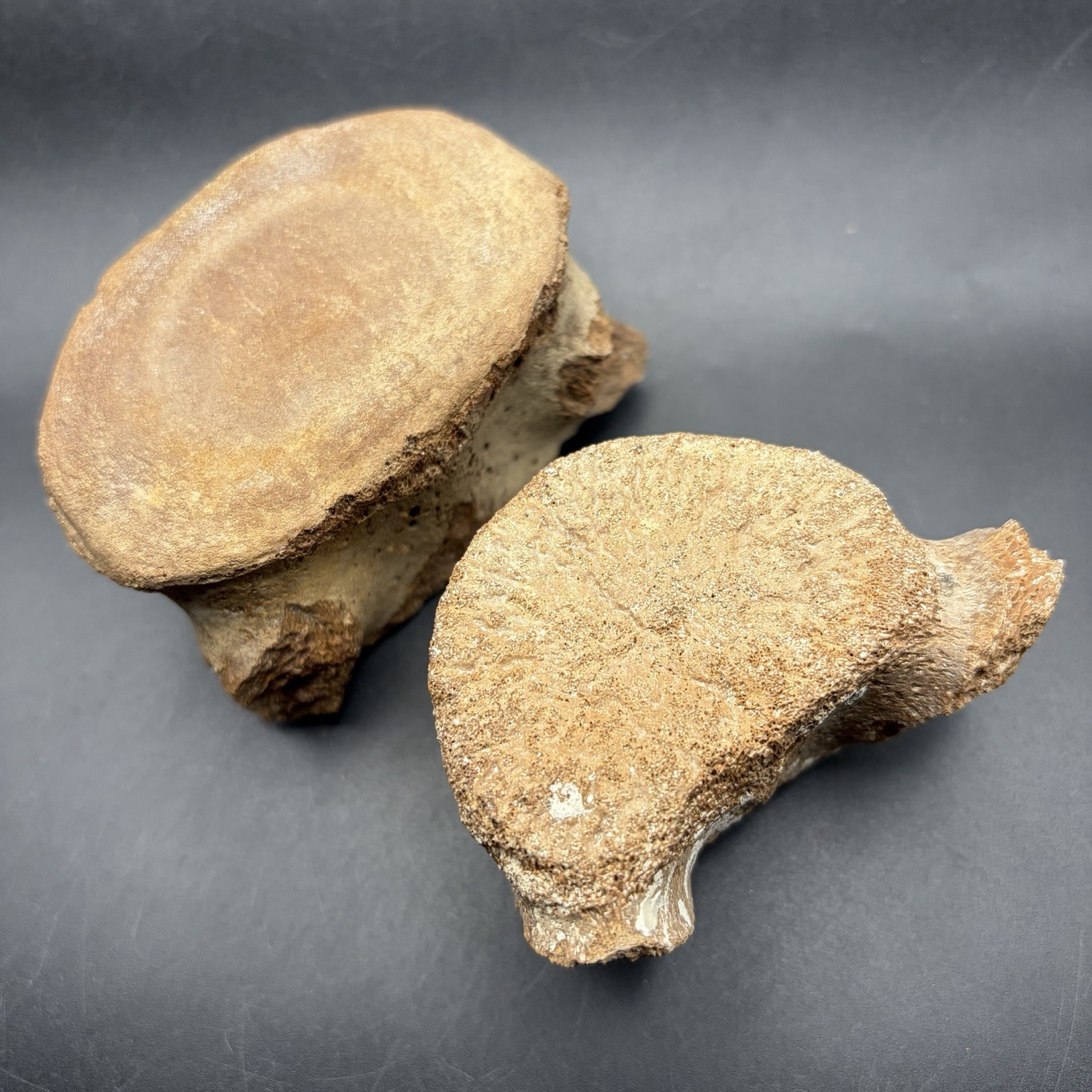 Pair Of MEGALODON ERA Cetacean Vertebrae Fossil Bones SWFL