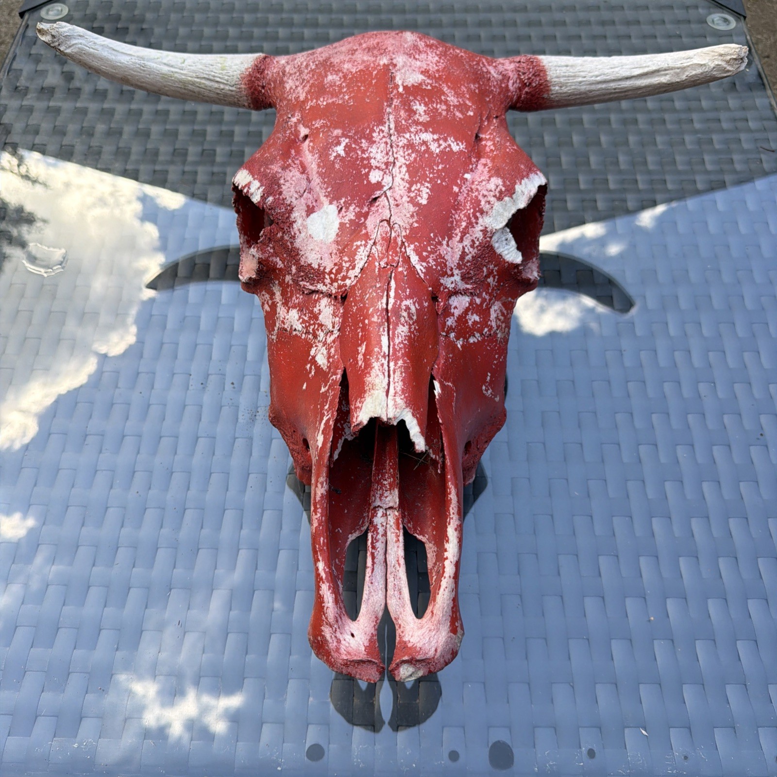 Vintage Long Horn Steer Painted Skull With Teeth From North America