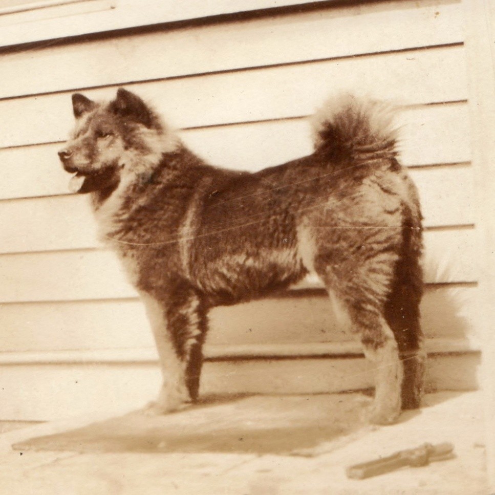 c1920s Fluffy Spitz Dog House Porch Snapshot Photo Pet Canine Architecture Vtg