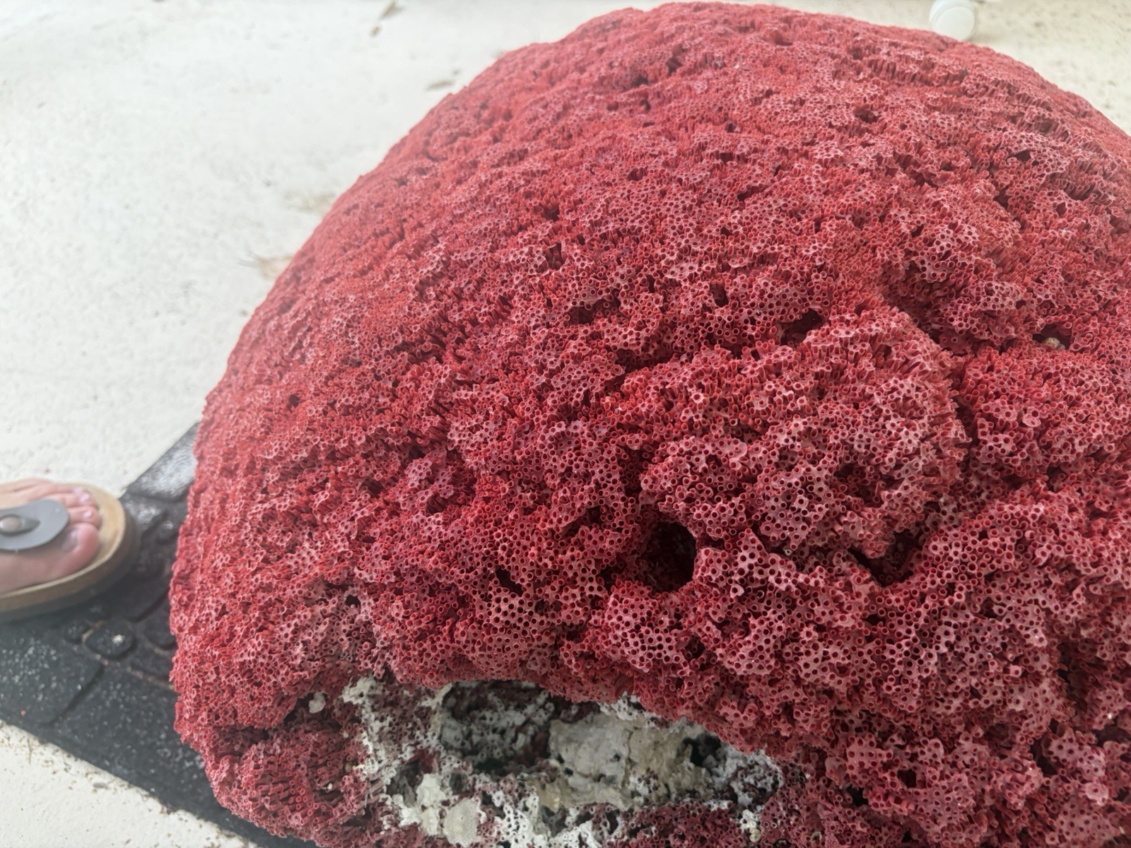 Very Large Red Pipe organ Coral 23x21 Inches