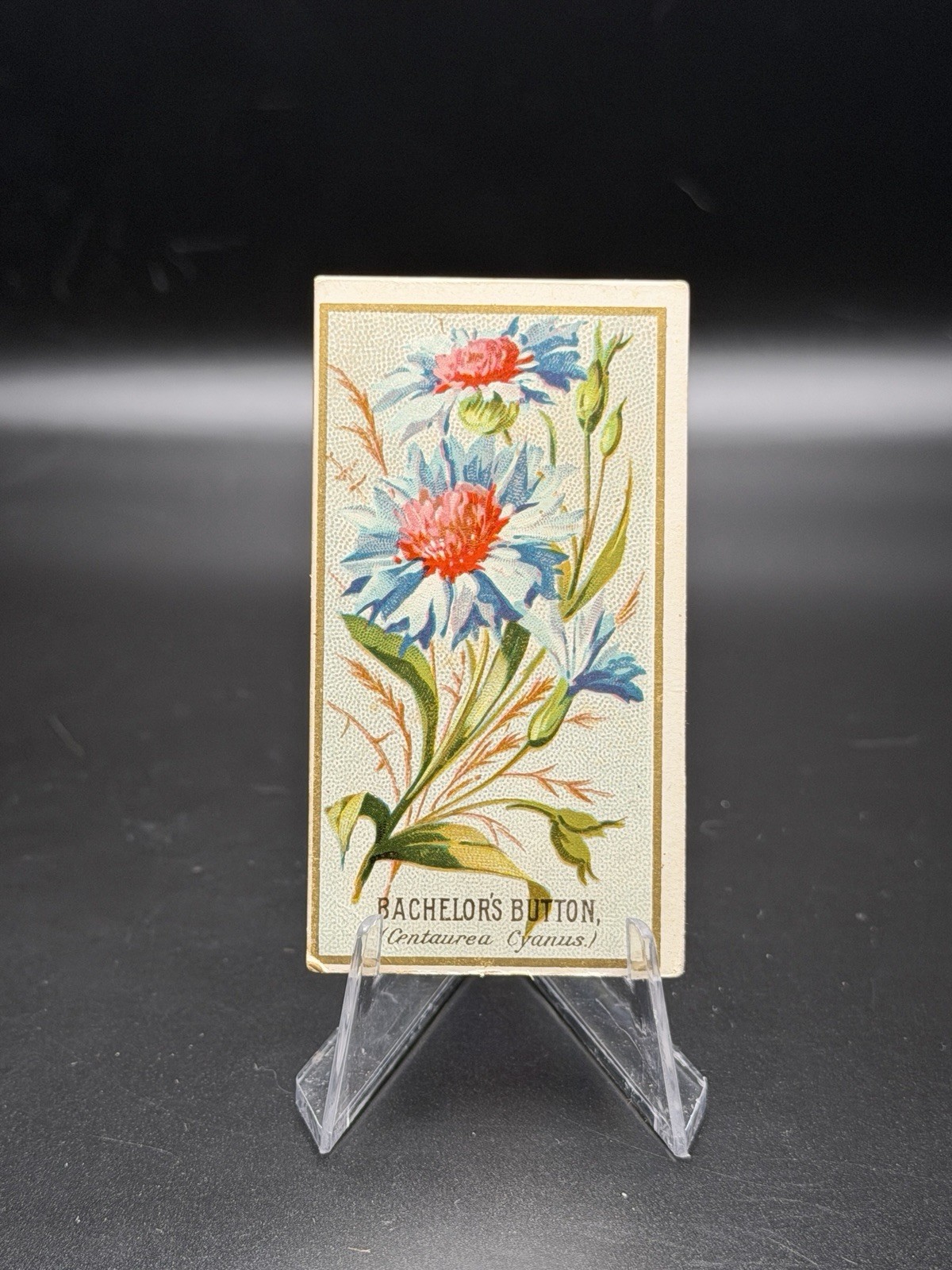 1890 N164 Goodwin & Co (Old Judge Cigarettes) FLOWERS -BACHELOR\'S BUTTON