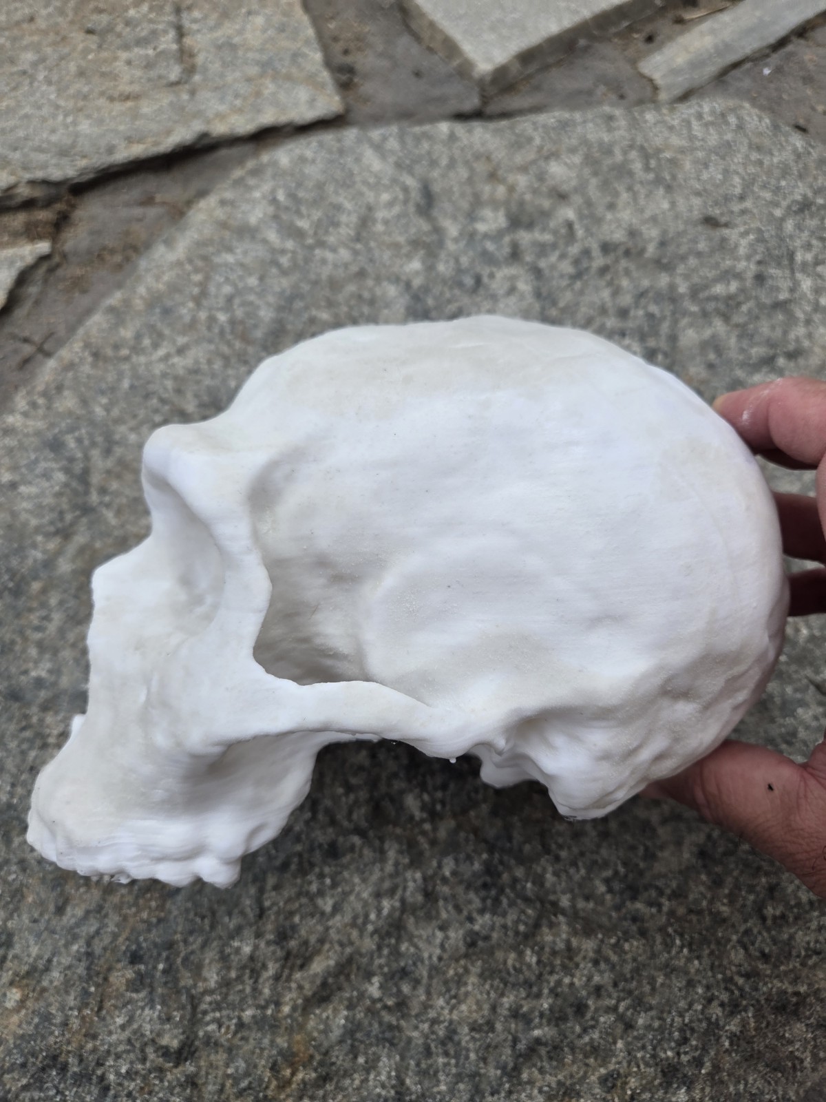 Neanderthal Skull Homo Neanderthalensus Realistic High Precision Replica White
