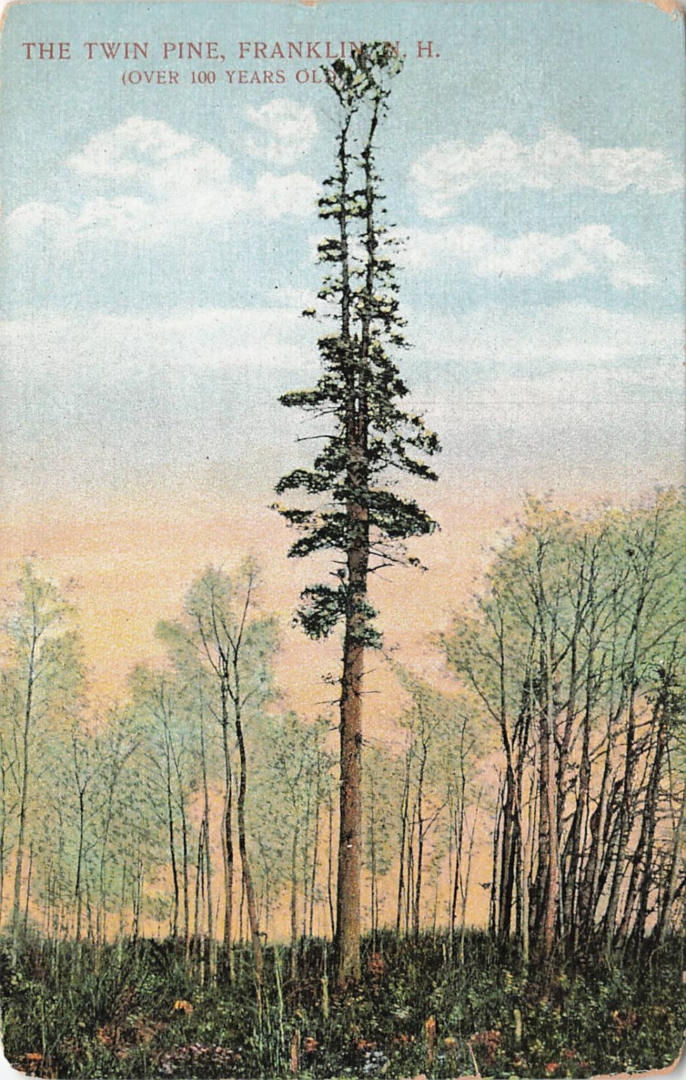 Vintage 1909 Twin Pine Franklin NH Postcard - Over 100 Years Old