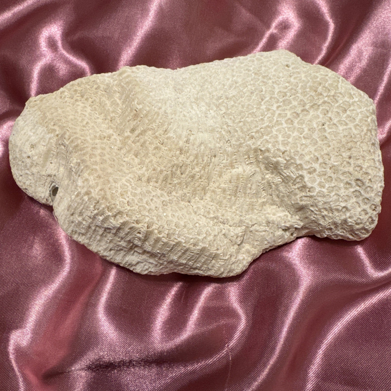 Natural White Coral Specimen 7x 4” Gorgeous solid lobe.  
