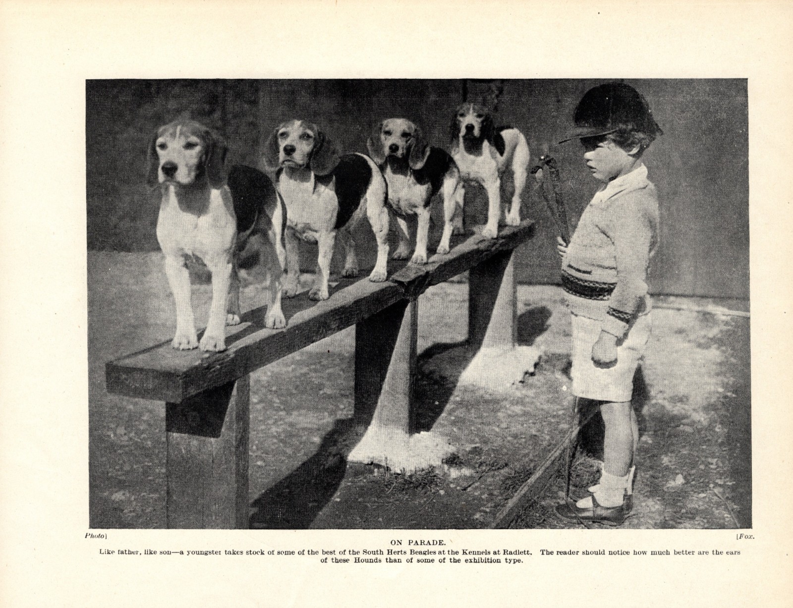 1930s Antique Beagle Dog Print Radlett Kennels Beagles Dog Print 7100m
