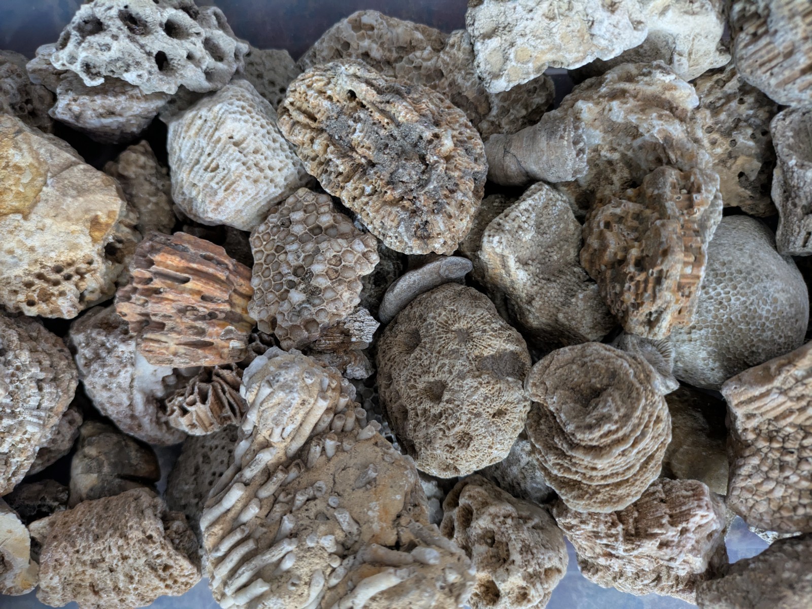 Ancient Marine Fossils 1/2 Lb High Quality Specimens  Random Assortment 