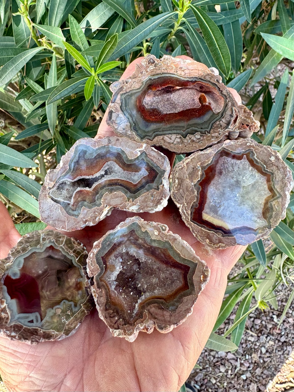 Nice Lot of (5) Polished Baker Ranch Thundereggs ~ New Mexico