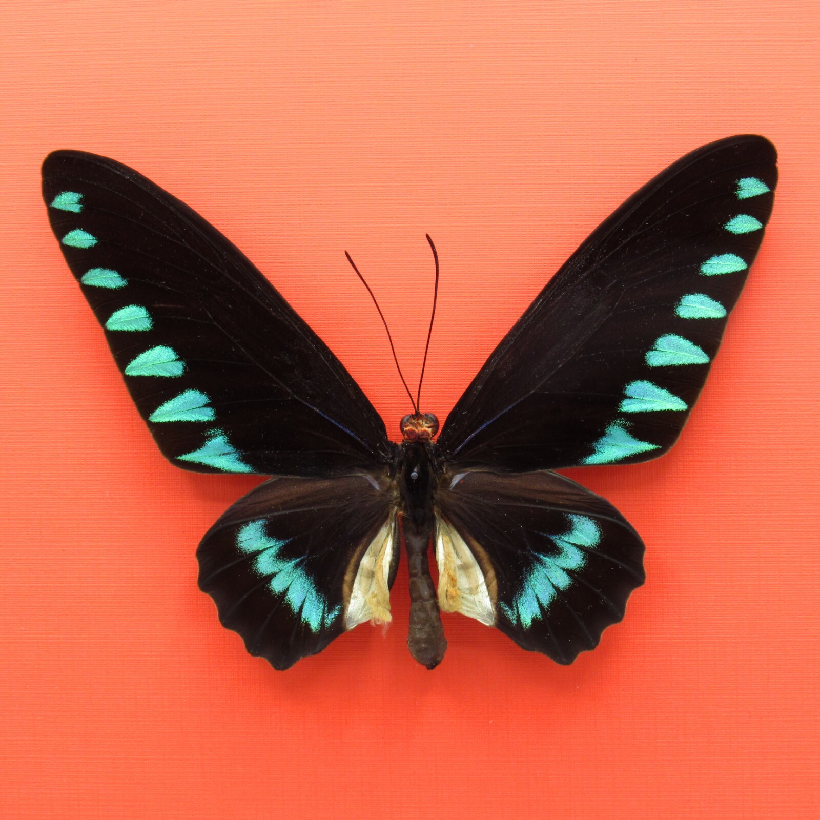 Real mounted butterfly - Trogonoptera trojana - Giant Palawan Birdwing - A1
