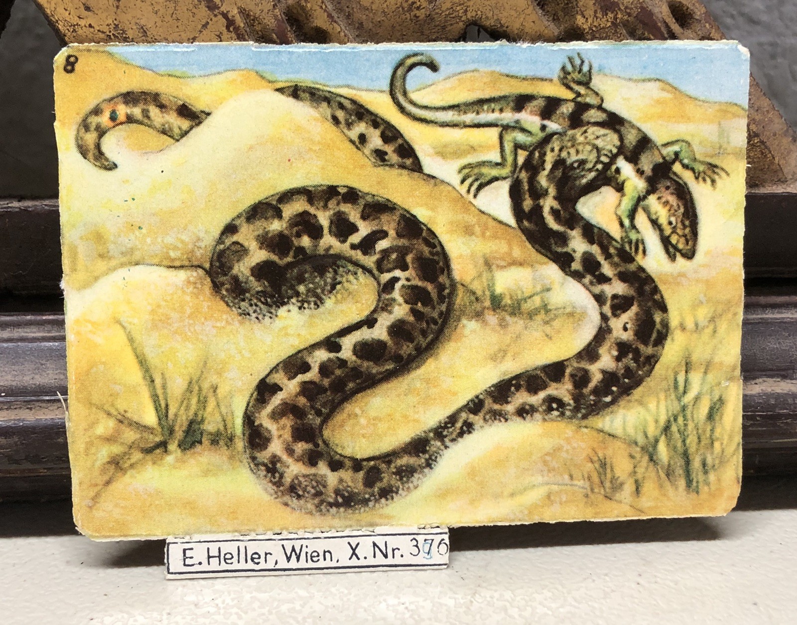 c1930s Sand Snake Trade Card Print by E. Heller #376 Austria L4
