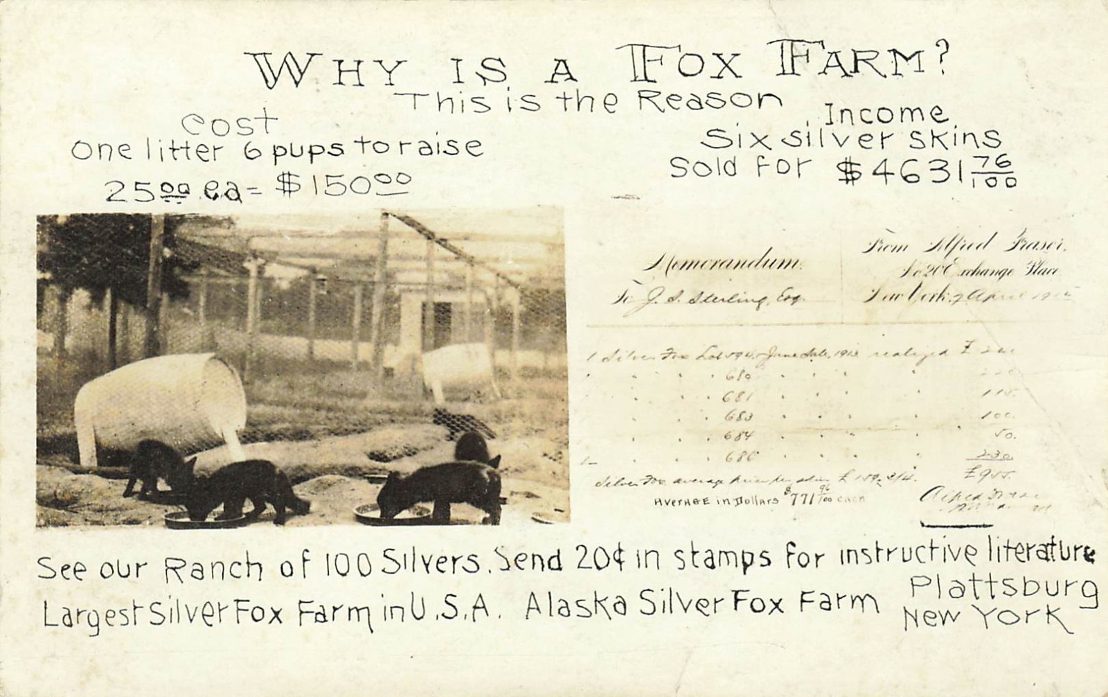Alaska Silver Fox Farm Plattsburg Clinton New York - Original Early Advert RPPC