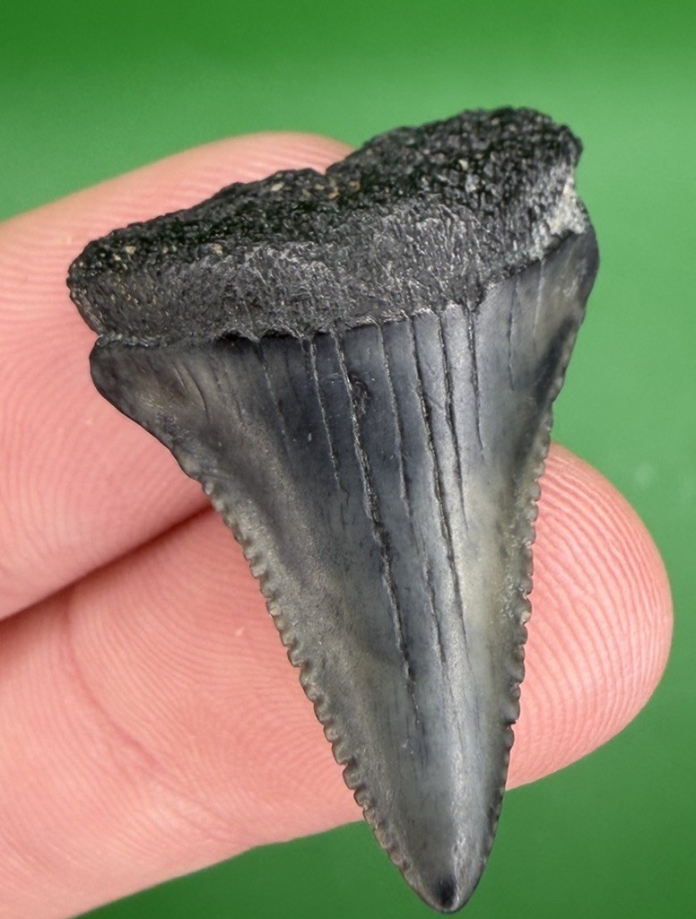 1.26” Great White Shark Tooth Fossil real Shark Teeth Lowcountry SC