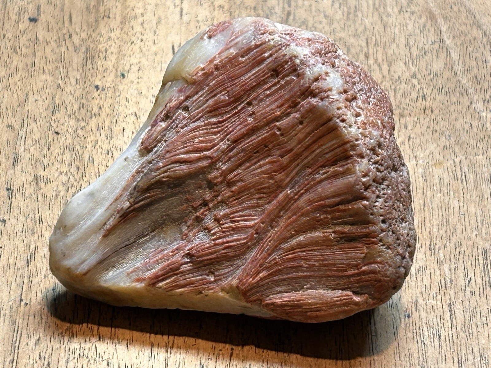 Awesome OOAK Rare Petrified Wood ' Flesh & Bone ' Peeler Lake Superior Agate