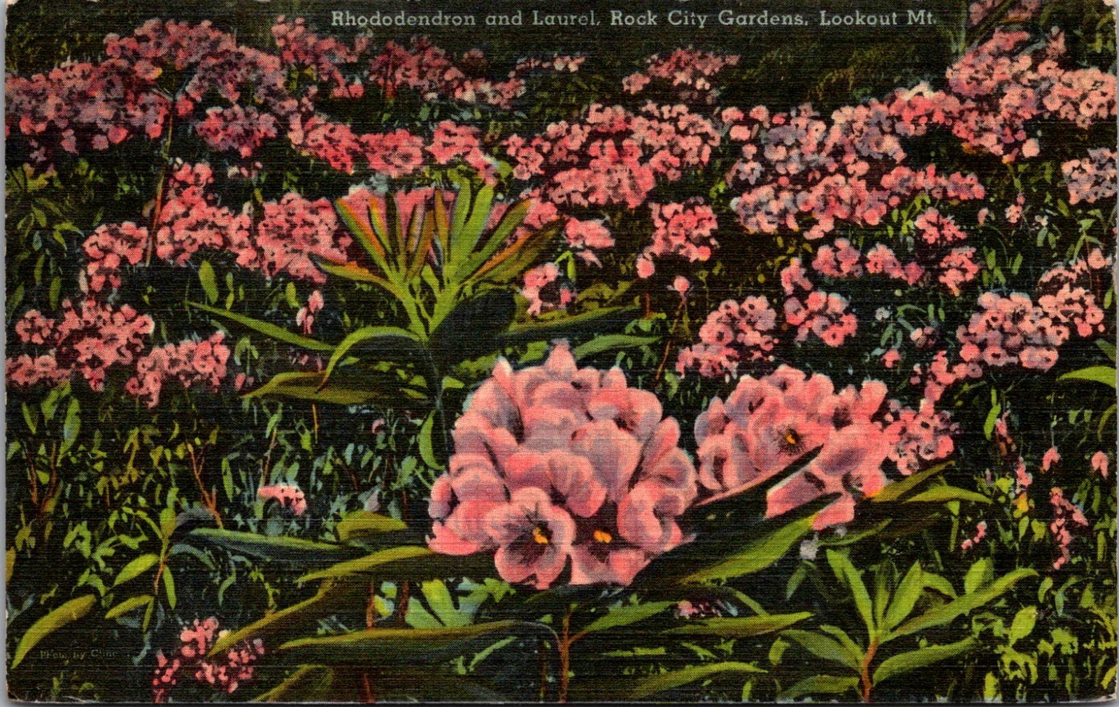 Rhododendron & Laurel Rock City Gardens Lookout Mt 1939 Vintage Postcard TP12-10