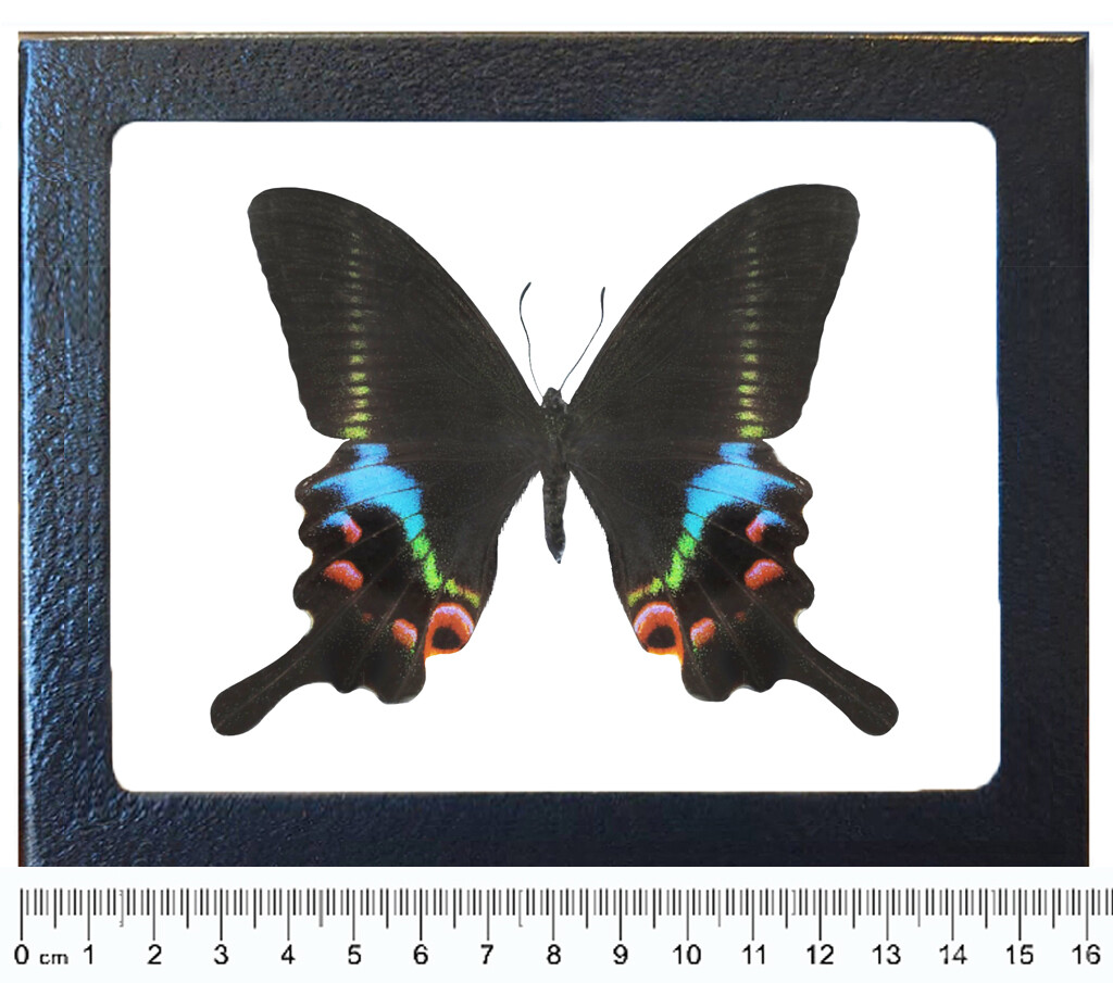 Papilio krishna blue green pink swallowtail butterfly Vietnam framed