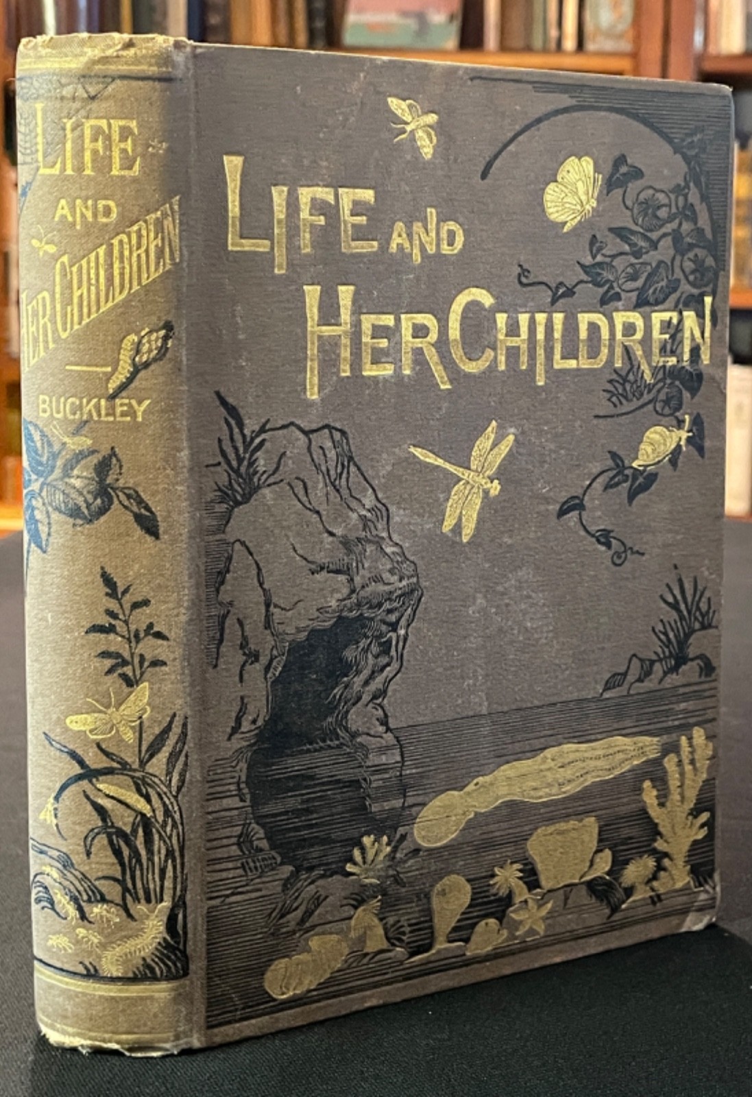 Antique Decorative Book 1881 First Edition Gilt Illustrated Natural History